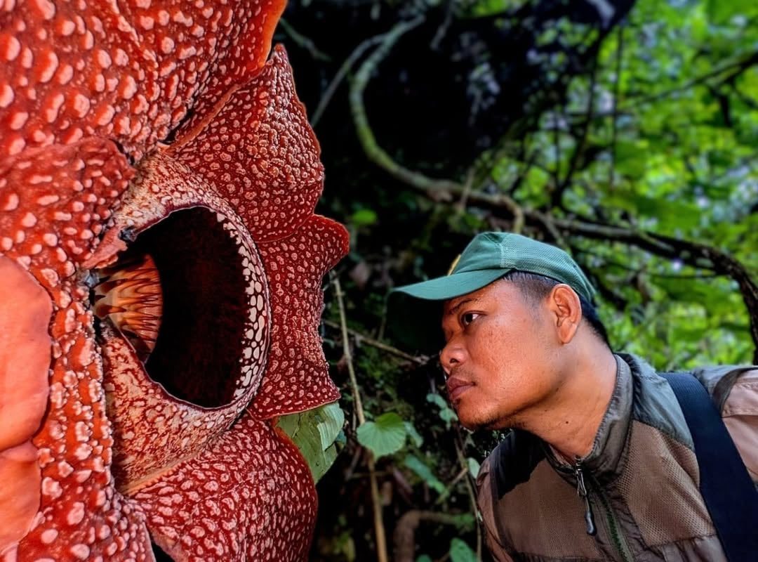 13 years searching - biologist finally witnesses ultra-rare Rafflesia corpse flower bloom in Sumatra rainforest