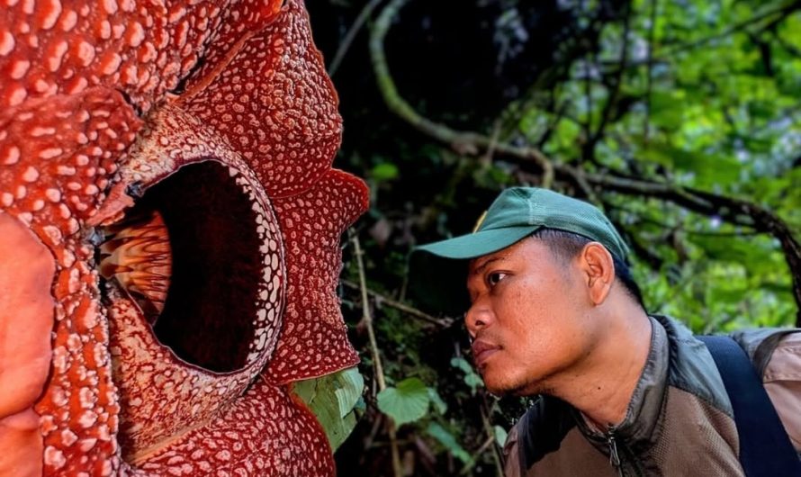 13 years searching – biologist finally witnesses ultra-rare Rafflesia corpse flower bloom in Sumatra rainforest