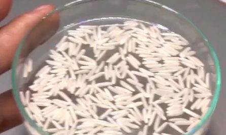 16 days in under a minute - watch this grain of rice grow into a seedling.