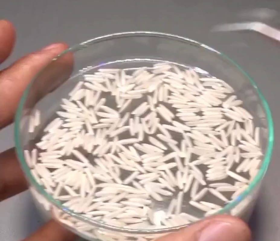 16 days in under a minute - watch this grain of rice grow into a seedling.