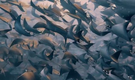 A massive fever of Mobula rays migrating off the coast of Baja California. Footage by Aidan Bedford