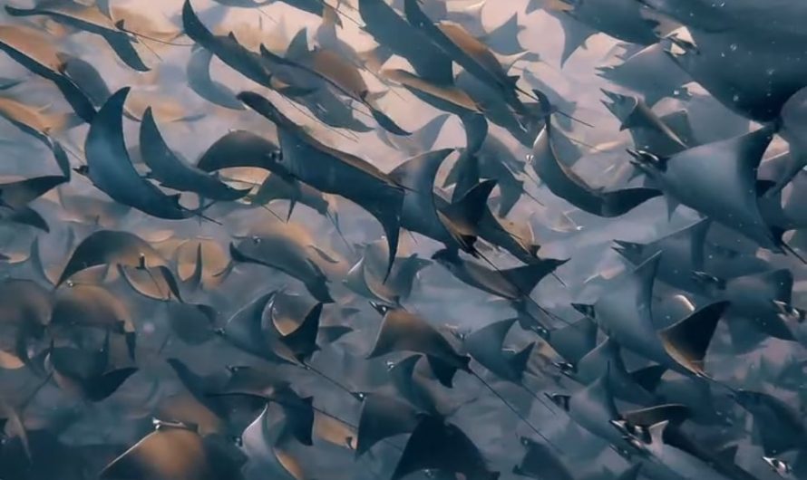 A massive fever of Mobula rays migrating off the coast of Baja California. Footage by Aidan Bedford