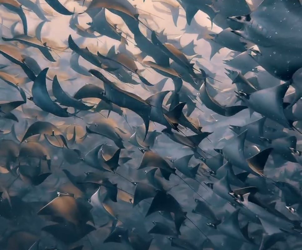 A massive fever of Mobula rays migrating off the coast of Baja California. Footage by Aidan Bedford