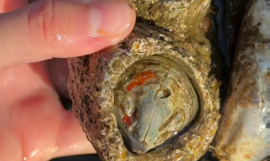 Everything you’ve ever wanted to know about barnacles