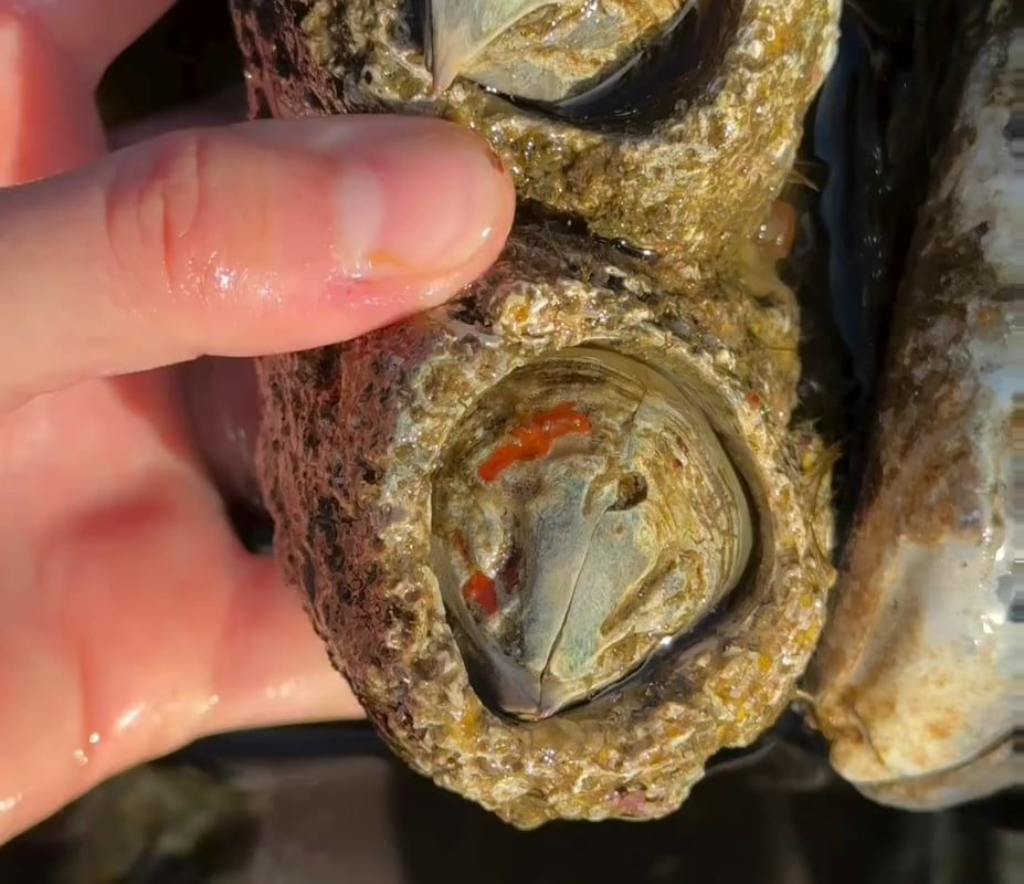 Everything you've ever wanted to know about barnacles