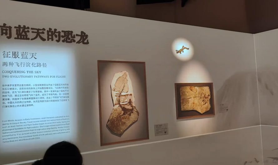 3D revivification in dinosaur museum