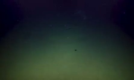 A Deep sea biology crew discovering a site of a whale carcass and multiple scavengers feeding on it. whalefalls are whale carcasses sunk down to the deep ocean to be devouered by multiple scavengers including octopuses and fish. they also are the source of tiny whale flesh pieces named marine snow