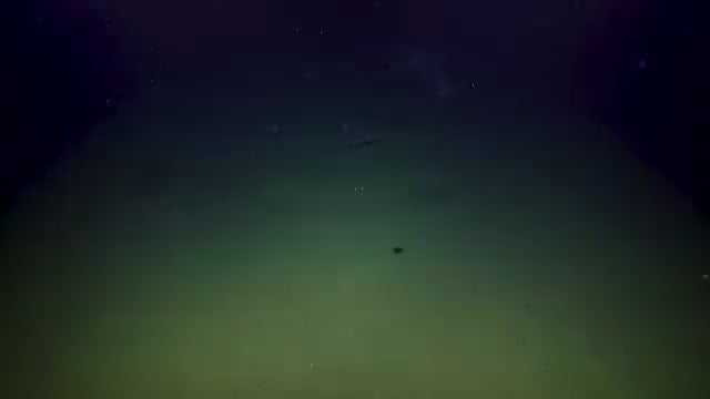 A Deep sea biology crew discovering a site of a whale carcass and multiple scavengers feeding on it. whalefalls are whale carcasses sunk down to the deep ocean to be devouered by multiple scavengers including octopuses and fish. they also are the source of tiny whale flesh pieces named marine snow