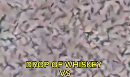 A Drop of Whiskey vs Bacteria