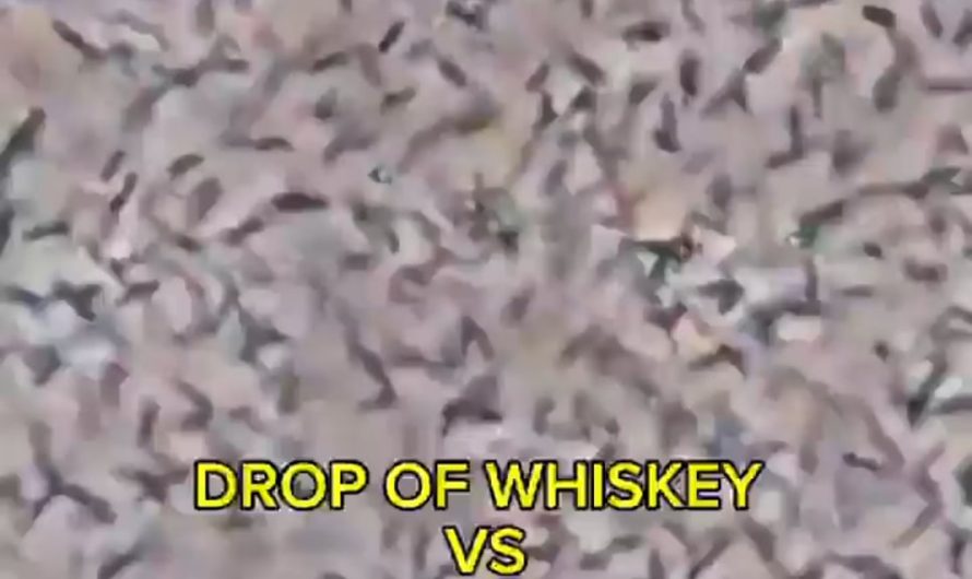 A Drop of Whiskey vs Bacteria