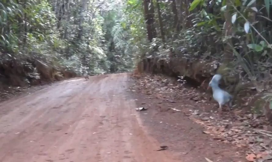 A Kagu bird on the brink of extinction meets its own kind