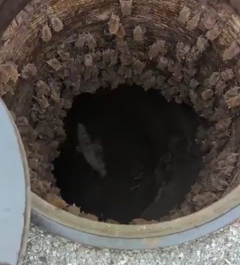 A Manhole filled with bats –  Batcave ?