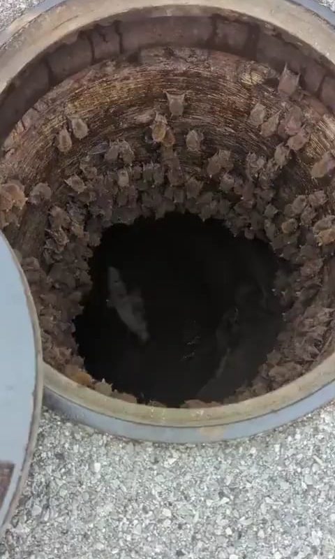 A Manhole filled with bats -  Batcave ?