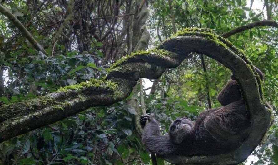 A Monkey Hammock (Photo:  Federica Cordero)