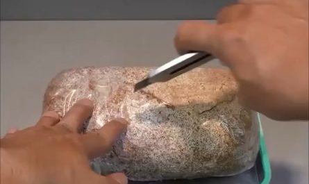 A Reishi mushroom growing in a Timelapse.