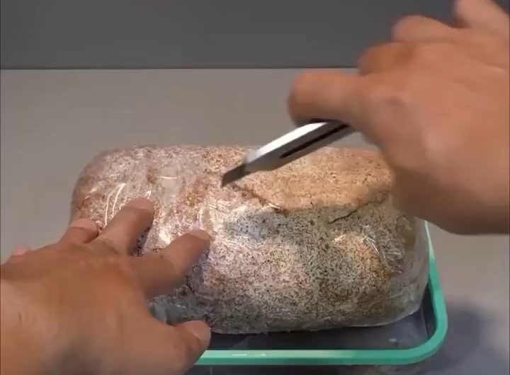 A Reishi mushroom growing in a Timelapse.