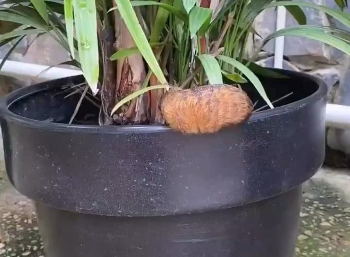A Southern flannel moth caterpillar.