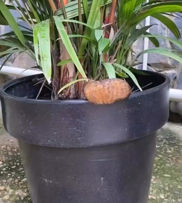 A Southern flannel moth caterpillar.