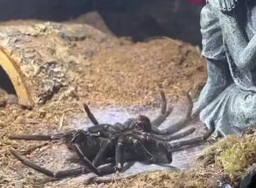 A Spider molting 👁️👄👁️