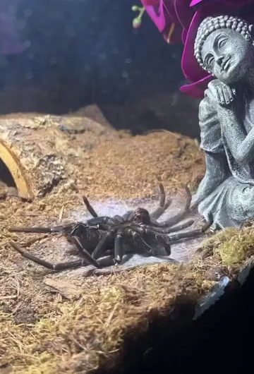 A Spider molting 👁️👄👁️