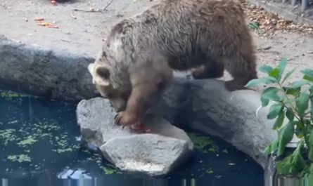 A bear saving a crow from drowning.