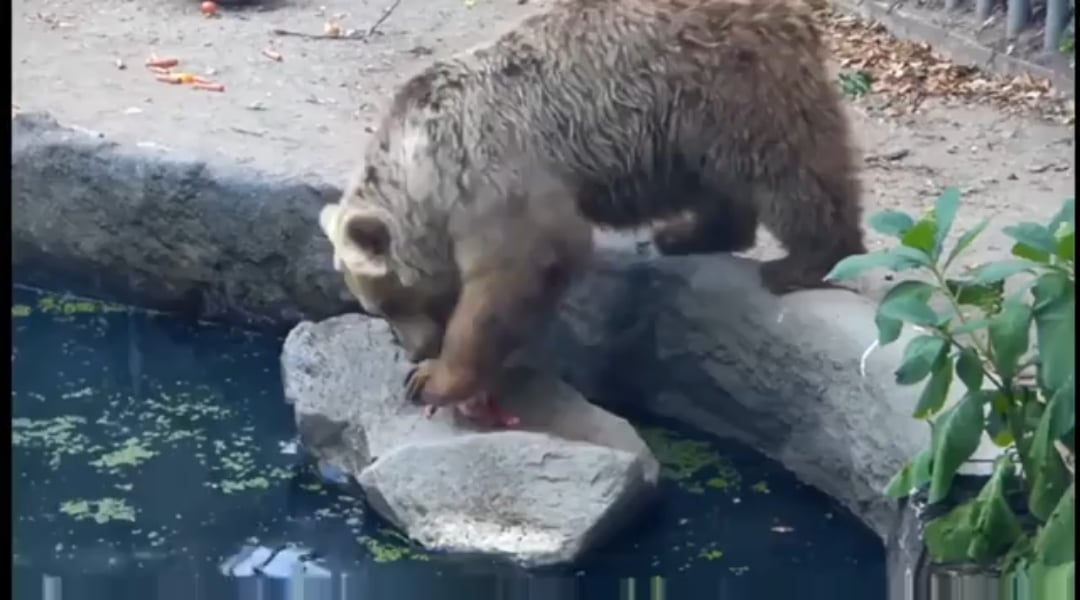 A bear saving a crow from drowning.