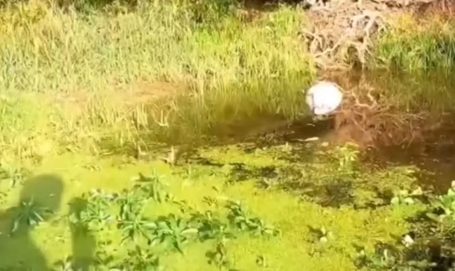 A big fish eat a beaver 🦫 but can’t get it to digest