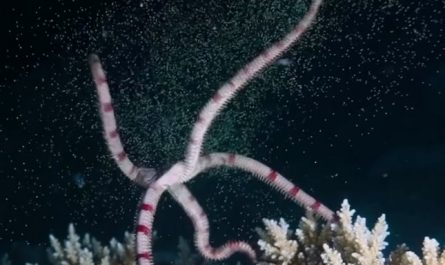 A brittle star releasing its eggs beneath the deep oceans.