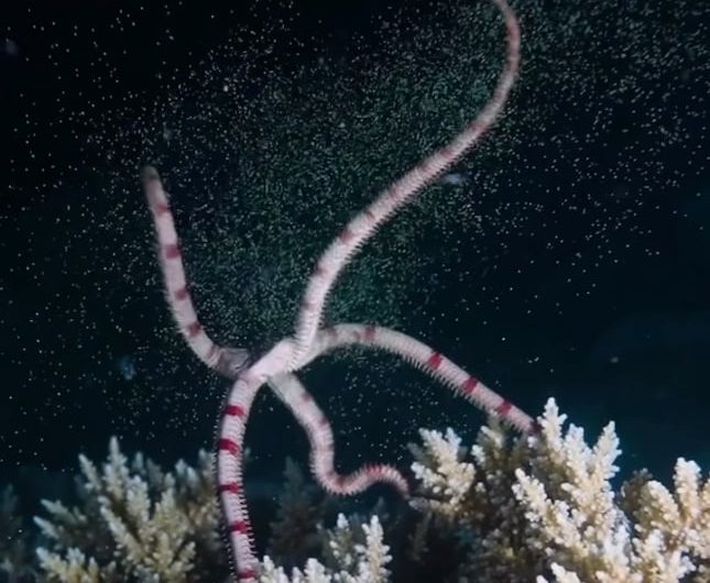 A brittle star releasing its eggs beneath the deep oceans.