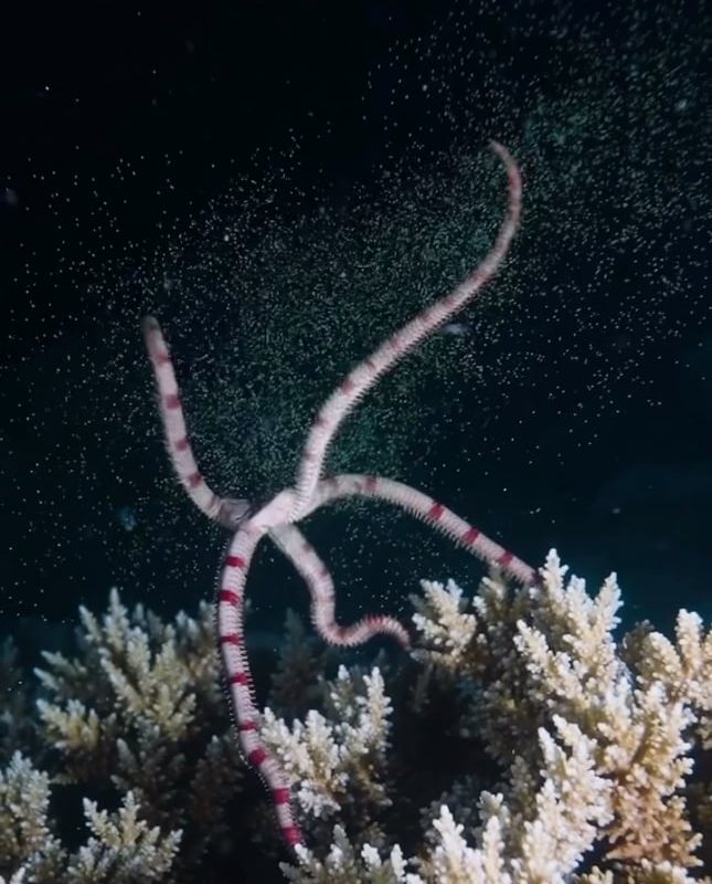 A brittle star releasing its eggs beneath the deep oceans.