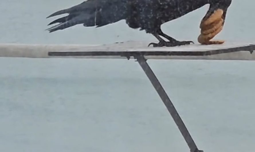 A crow fitting 6 biscuits on his beak