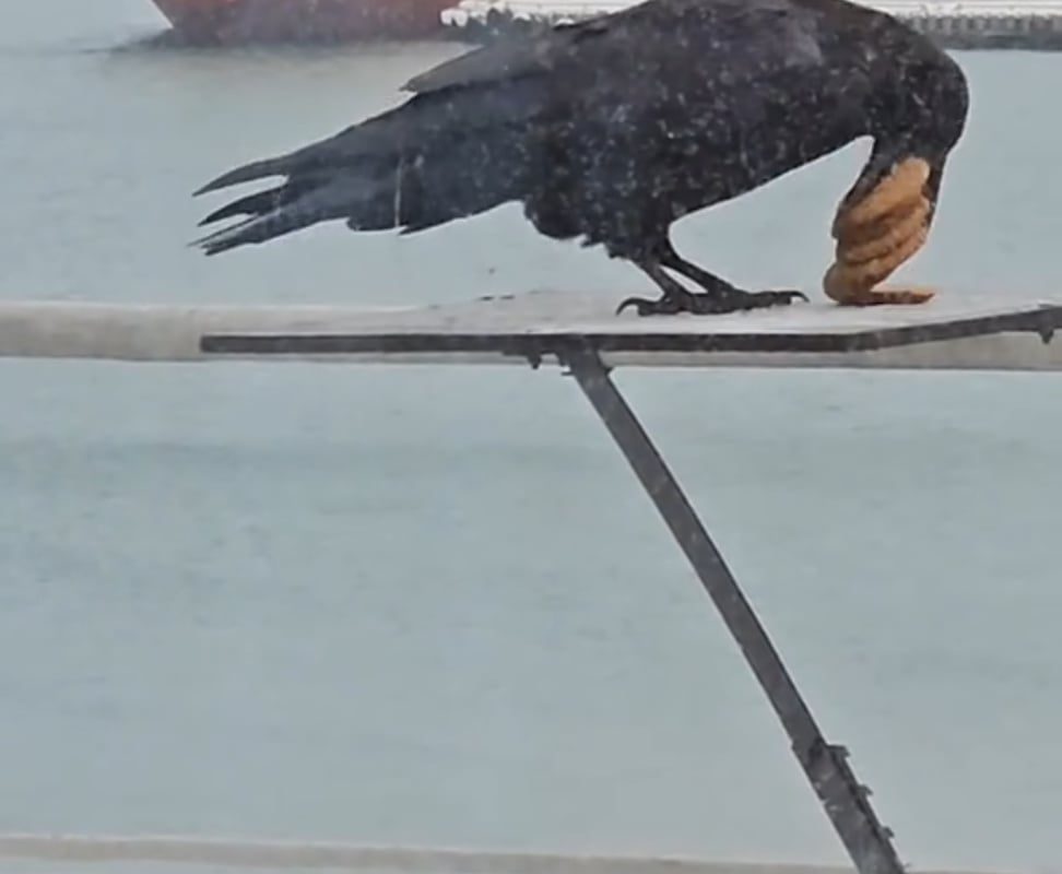 A crow fitting 6 biscuits on his beak