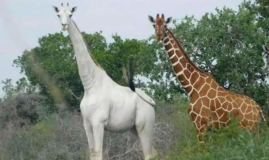 A giraffe with leucism turning it white one of the rarest animals on earth
