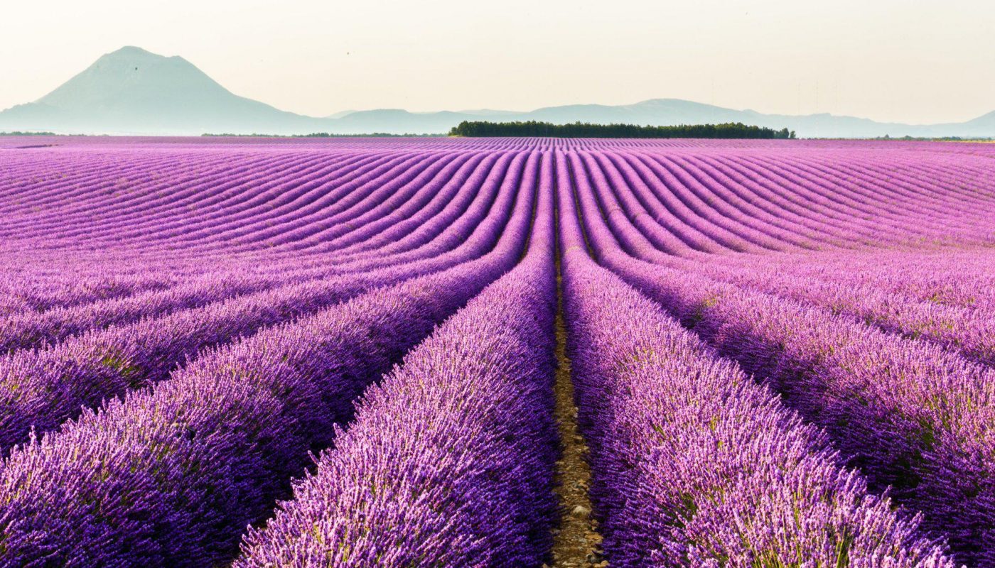 A lavender field
