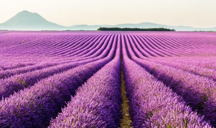 A lavender field