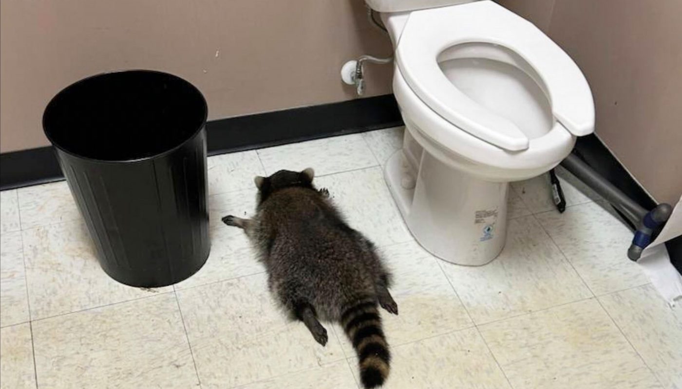 A liquor store employee in Virginia was startled on Saturday to discover smashed whisky bottles on the floor of the shop and, upon entering the bathroom, an apparently drunk, sleeping and spread-eagled raccoon.