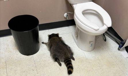 A liquor store employee in Virginia was startled on Saturday to discover smashed whisky bottles on the floor of the shop and, upon entering the bathroom, an apparently drunk, sleeping and spread-eagled raccoon.
