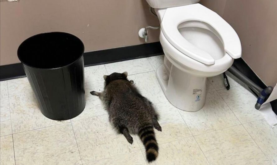 A liquor store employee in Virginia was startled on Saturday to discover smashed whisky bottles on the floor of the shop and, upon entering the bathroom, an apparently drunk, sleeping and spread-eagled raccoon.