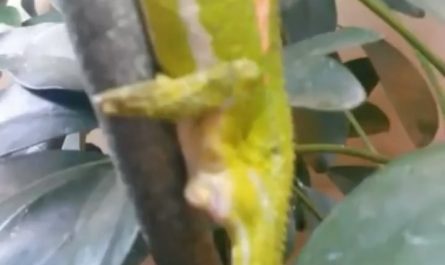 A lizard giving birth instead of laying eggs