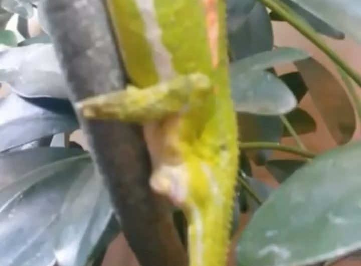 A lizard giving birth instead of laying eggs