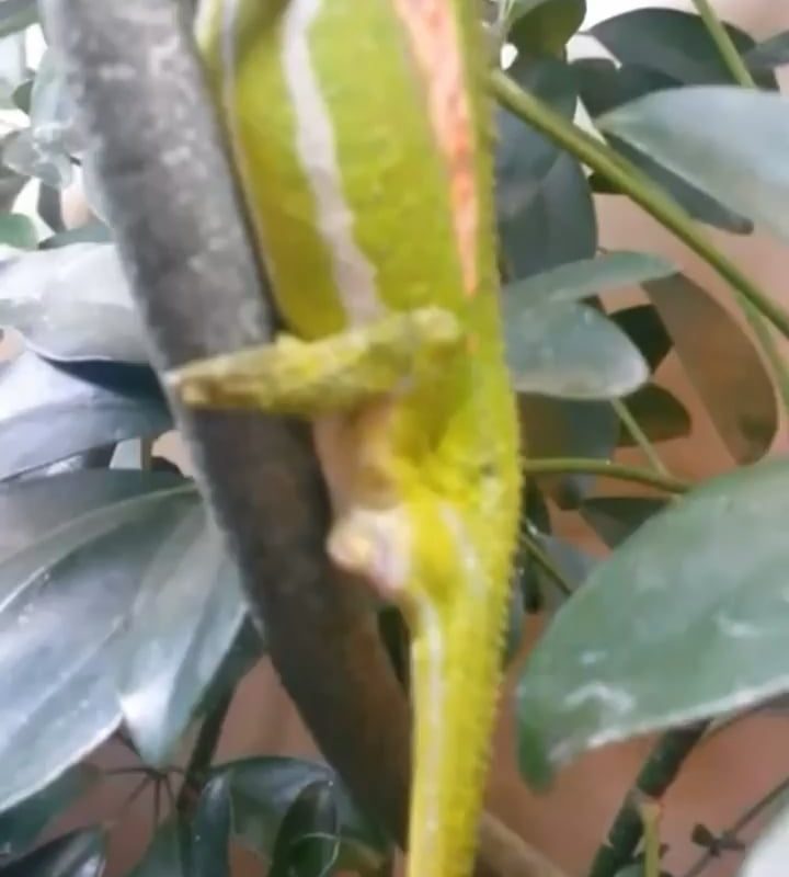 A lizard giving birth instead of laying eggs
