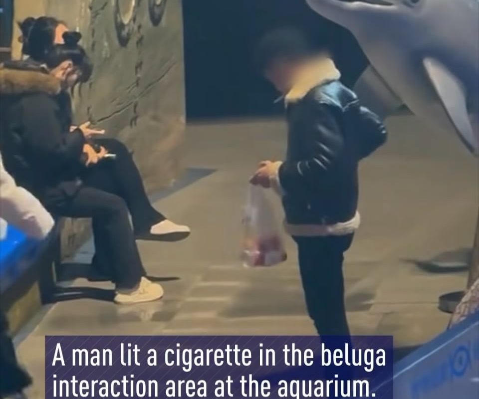 A man ignored the no-smoking signs and lit a cigarette in the beluga interaction area – until a beluga whale ended the stunt with a perfectly aimed jet of water that extinguished the cigarette on the spot.