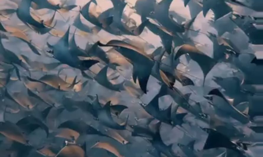 A massive fever of Mobula rays migrating off the coast of Baja California.