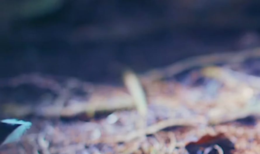 A mating ritual between birds, that includes, snaps, honks and flips