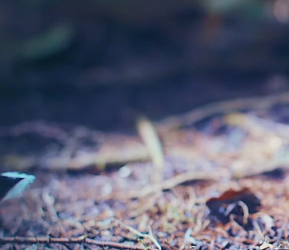 A mating ritual between birds, that includes, snaps, honks and flips