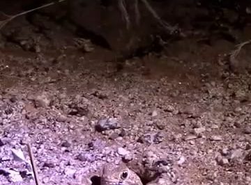 A newly discovered species of barking gecko