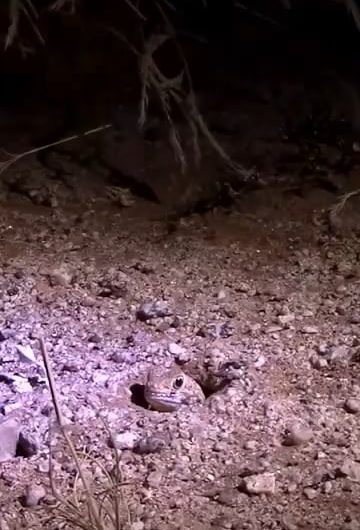 A newly discovered species of barking gecko