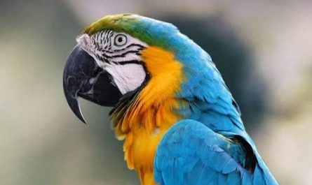 A parrot's claw is actually zygodactyl.