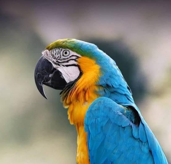 A parrot’s claw is actually zygodactyl.