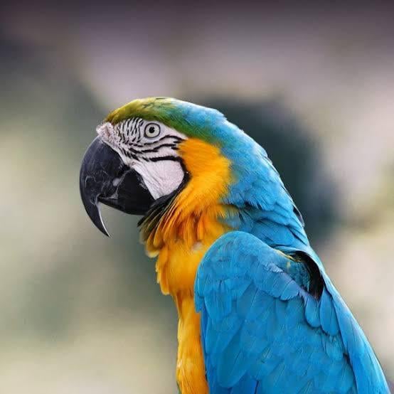A parrot's claw is actually zygodactyl.